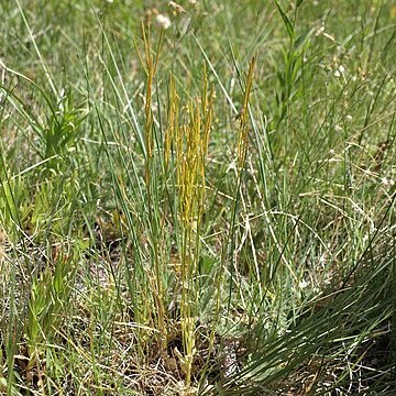 Arabis eschscholtziana unspecified picture