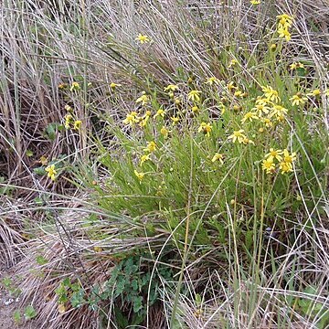 Senecio skirrhodon unspecified picture