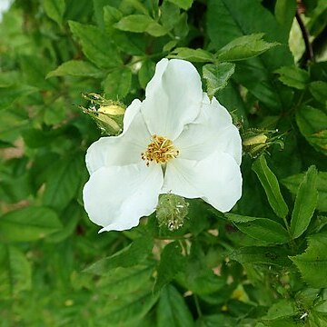 Rosa maximowicziana unspecified picture