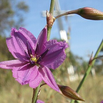 Dichopogon fimbriatus unspecified picture