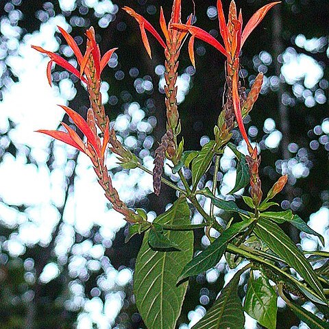 Aphelandra lingua-bovis unspecified picture