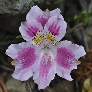 Alstroemeria pelegrina unspecified picture