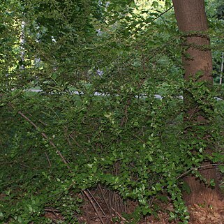 Cotoneaster melanocarpus unspecified picture