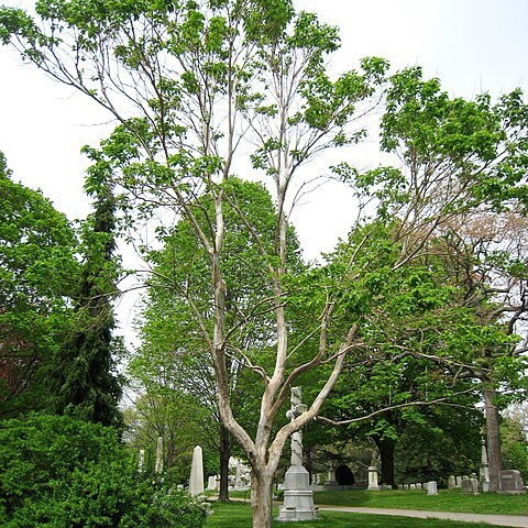 Heptacodium unspecified picture