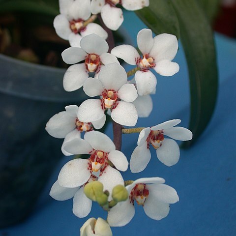 Sarcochilus hartmannii unspecified picture