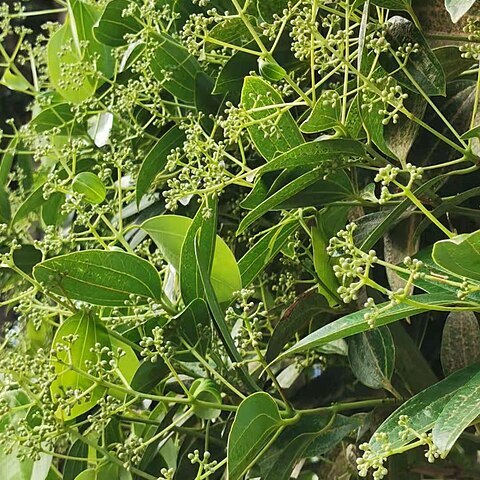 Cinnamomum kotoense unspecified picture