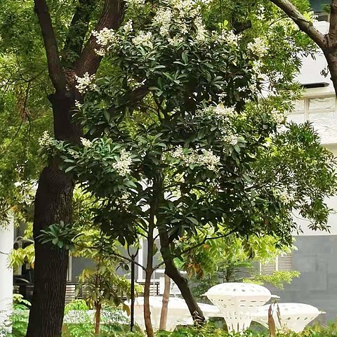 Calophyllum blancoi unspecified picture