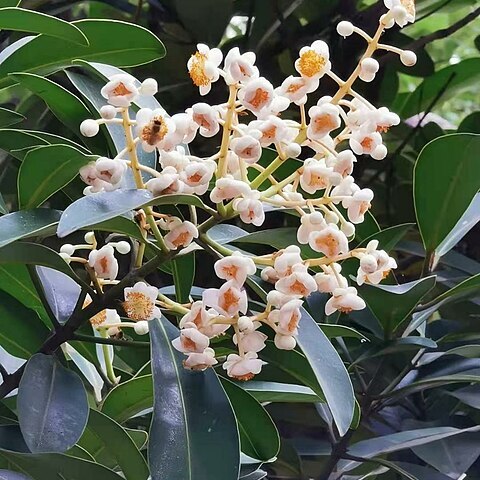 Calophyllum blancoi unspecified picture