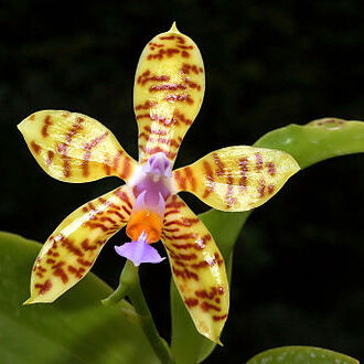 Phalaenopsis fasciata unspecified picture