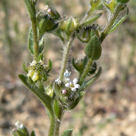 Lappula occidentalis unspecified picture