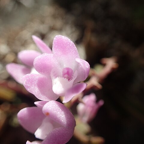 Sarcochilus ceciliae unspecified picture