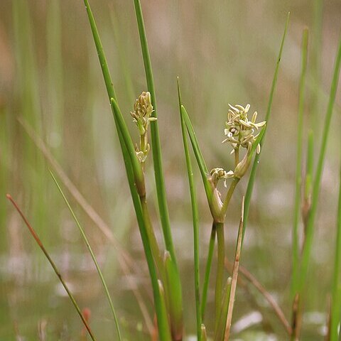 Scheuchzeria unspecified picture