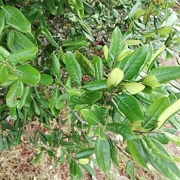 Diospyros diversifolia unspecified picture