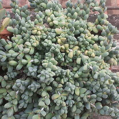 Corpuscularia appressa unspecified picture