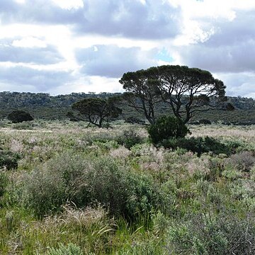 Acacia papyrocarpa unspecified picture