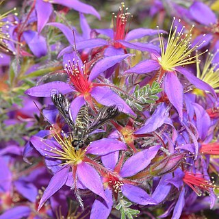 Calytrix strigosa unspecified picture