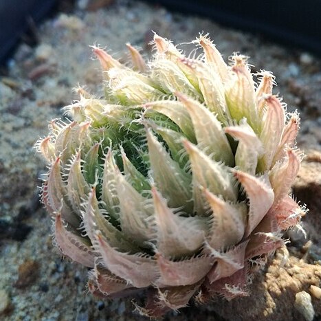 Haworthia cooperi var. tenera unspecified picture