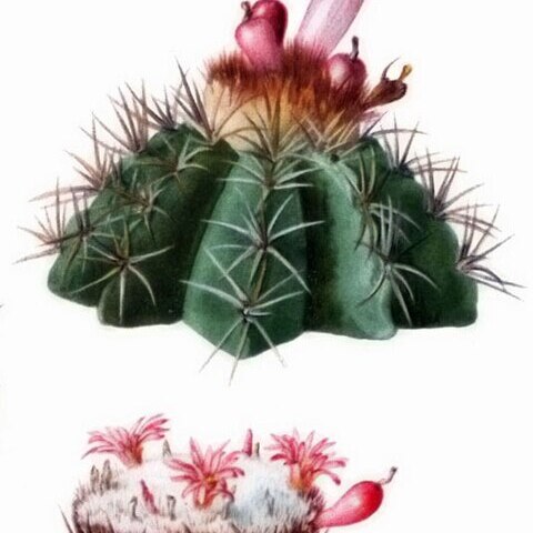 Melocactus harlowii unspecified picture