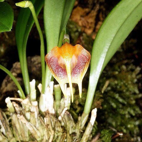 Masdevallia garciae unspecified picture