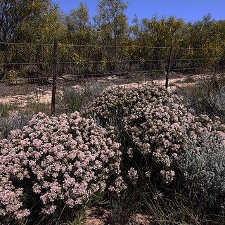 Serruria decipiens unspecified picture