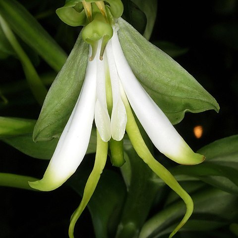 Bonatea speciosa unspecified picture