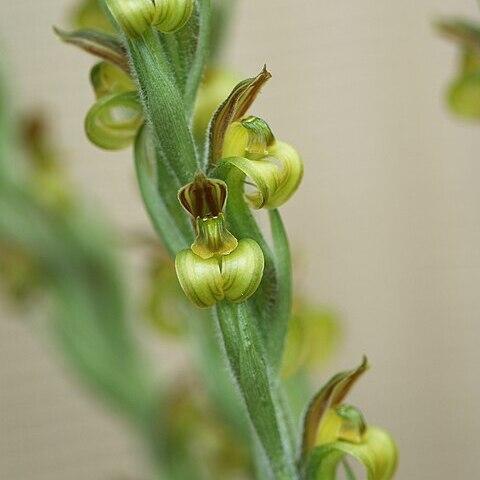 Sarcoglottis acaulis unspecified picture