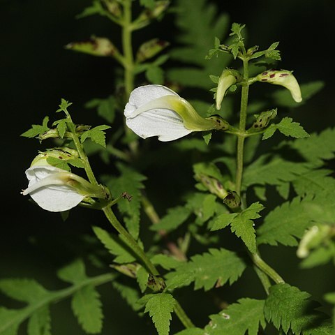 Pedicularis keiskei unspecified picture