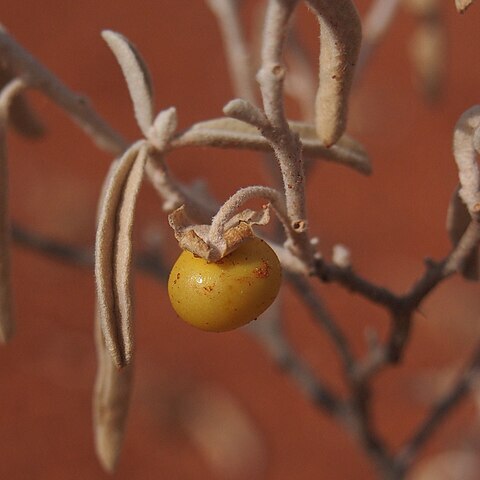 Solanum esuriale unspecified picture