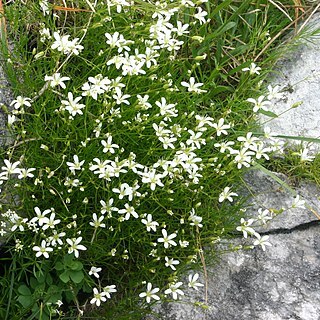 Minuartia austriaca unspecified picture