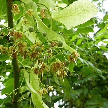 Tilia nobilis unspecified picture