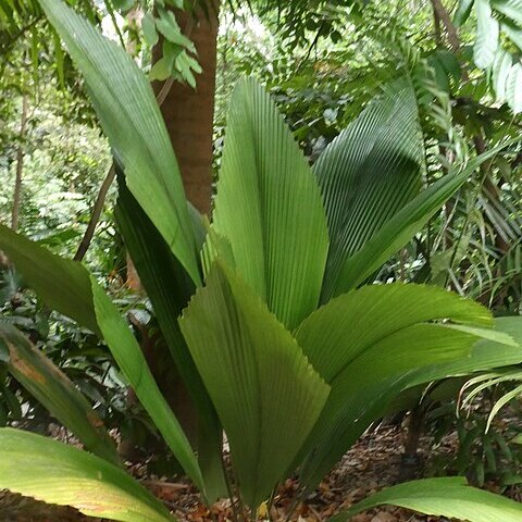 Johannesteijsmannia perakensis unspecified picture