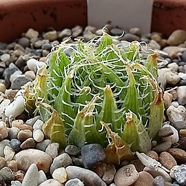 Haworthia decipiens var. virella unspecified picture