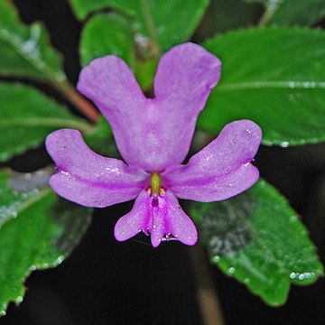 Impatiens kinabaluensis unspecified picture