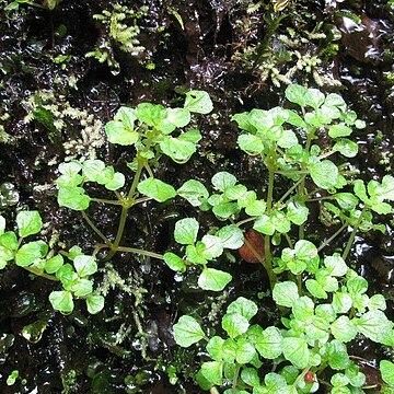 Pilea peploides unspecified picture