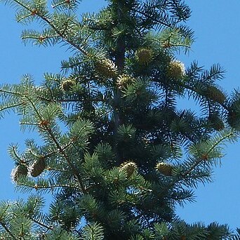 Abies bracteata unspecified picture