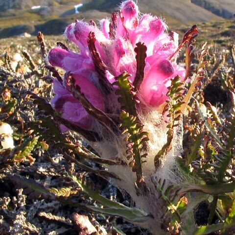 Pedicularis dasyantha unspecified picture