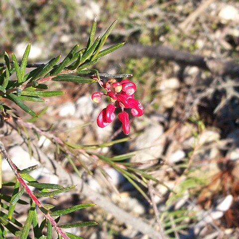 Grevillea spinosa unspecified picture