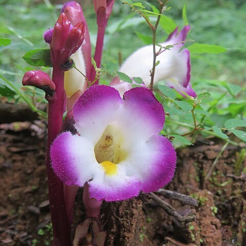 Christisonia tubulosa unspecified picture