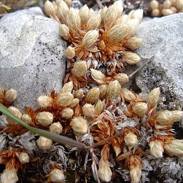 Saxifraga conifera unspecified picture