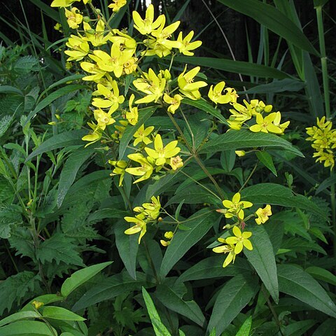 Lysimachia davurica unspecified picture