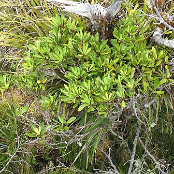 Pittosporum kirkii unspecified picture