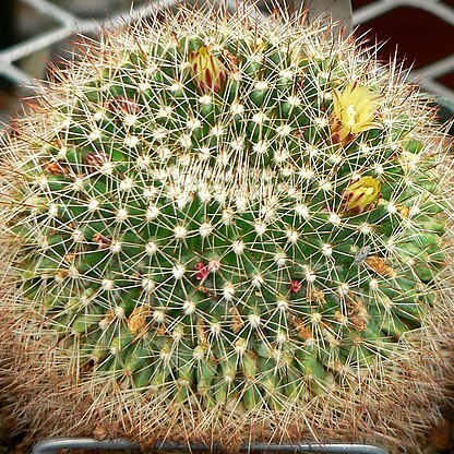 Mammillaria petrophila unspecified picture