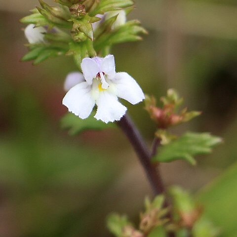 Euphrasia arguta unspecified picture