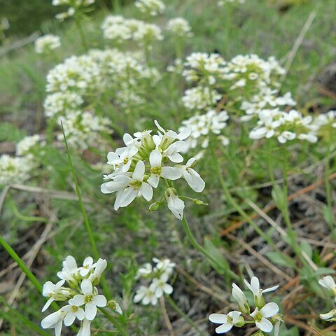 Noccaea fendleri subsp. glauca unspecified picture