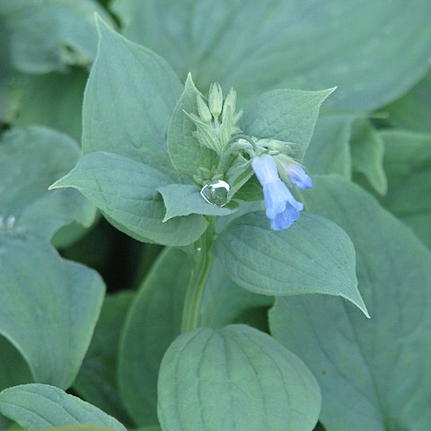 Mertensia pterocarpa unspecified picture