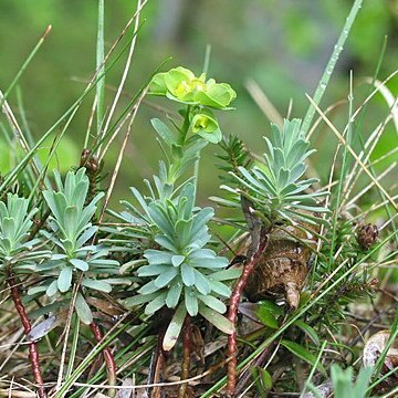 Euphorbia saxatilis unspecified picture