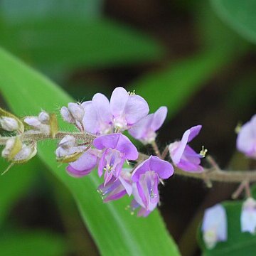 Desmodium urarioides unspecified picture