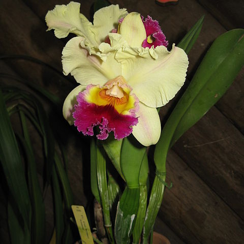 x Brassolaeliocattleya unspecified picture