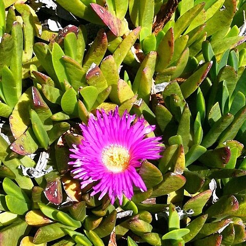 Carpobrotus mellei unspecified picture