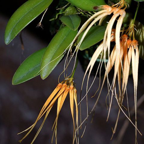 Bulbophyllum pecten-veneris unspecified picture